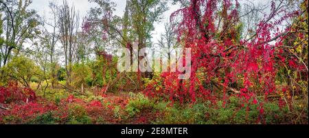 Escursioni attraverso fitti boschi come giungla con molte piante diverse in autunno colori, panorama, Magdeburgo, Germania Foto Stock