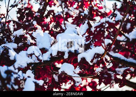 Rami di foglie di rosso scuro coperte di neve Foto Stock