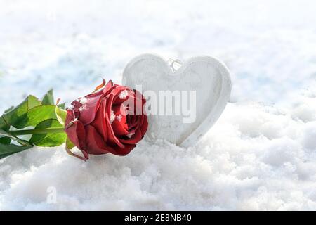 Rosa rossa e un cuore di legno dipinto di bianco nella neve, concetto di amore per le vacanze stagionali come giorno di valentine, spazio di copia, fuoco selezionato, narro Foto Stock