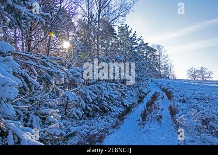 Inverno a Neugraben Heath, Harburg, Amburgo, Germania Foto Stock