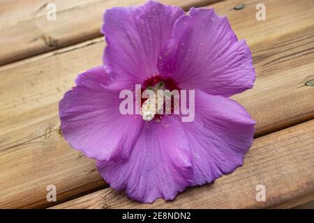 Ibisco rosa sul ponte con il polline che cade fuori Foto Stock