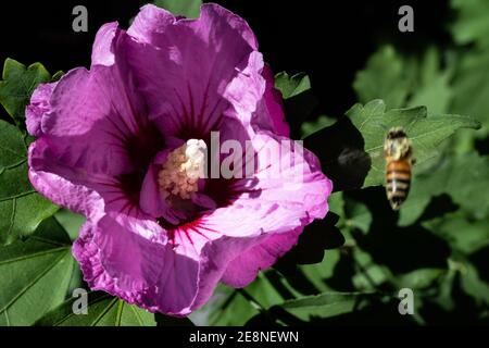 L'ape torna in volo dopo aver completato il suo lavoro con l'ibisco rosa Foto Stock