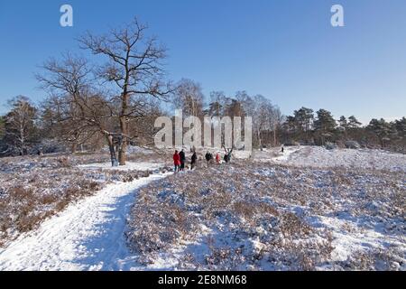 Inverno a Neugraben Heath, Harburg, Amburgo, Germania Foto Stock