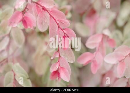 Breynia disticcha ornamentale cespuglio rosa foglie variegate naturale macro floreale sfondo Foto Stock