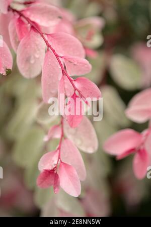 Breynia disticcha ornamentale cespuglio rosa foglie variegate naturale macro floreale sfondo Foto Stock