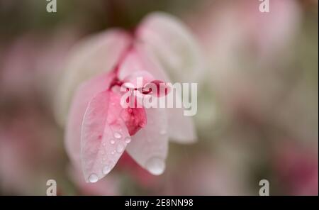 Breynia disticcha ornamentale cespuglio rosa foglie variegate naturale macro floreale sfondo Foto Stock