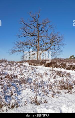 Inverno a Neugraben Heath, Harburg, Amburgo, Germania Foto Stock