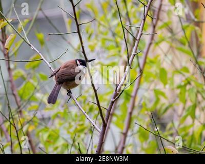 Primo piano del simpatico bulbul a whisky rossi a Macao, Cina Foto Stock