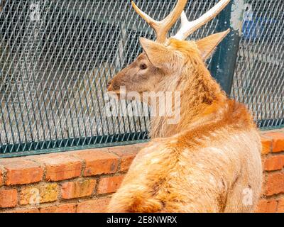 Primo piano di cervi Sika allo zoo di Macau Foto Stock