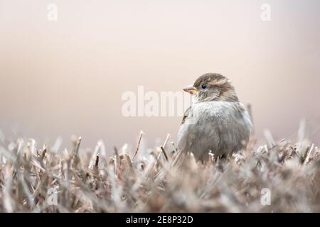 Casa passero. Passer domesticus, passero comune in piedi su un cespuglio con uno sfondo poco nitido Foto Stock
