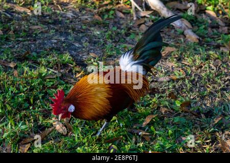 Maschio Red Junglefowl (gallus gallus, antenato nazionale di pollo) gallo che cammina a terra, Steven J. Foosek Preserve, St. Lucie County, Florida Foto Stock