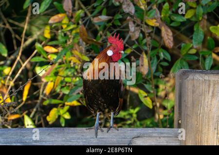 Maschio Red Junglefowl (Gallus gallus, antenato di pollo nazionale) gallo in piedi su un palo di recinzione, Steven J. Foosek Preserve, St. Lucie County, Florida Foto Stock