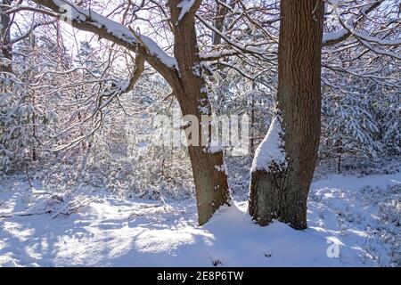 Alberi in inverno a Neugraben Heath, Harburg, Amburgo, Germania Foto Stock