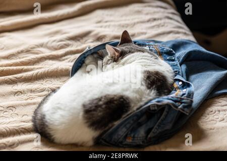 Un adorabile gatto bianco che dorme in jeans blu di qualcuno su un letto. Confortevole e confortevole. Foto Stock