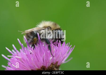 Primo piano di un operaio dell'ape comune del carder, Bombus pascuorum su legno di legno di noce Foto Stock