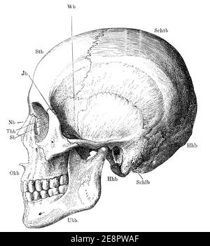 Scheletro della testa nel profilo. Illustrazione del 19 ° secolo. Germania. Sfondo bianco. Foto Stock