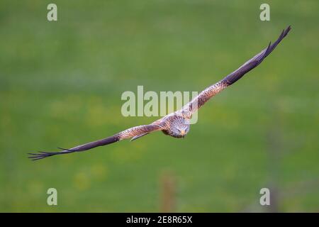 Red Kite (Milvus milvus) adulto che sorvola terreni agricoli, Baden-Wuerttemberg, Germania Foto Stock