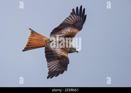 Red Kite (Milvus milvus), aereo adulto da vicino, Baden-Wuerttemberg, Germania Foto Stock