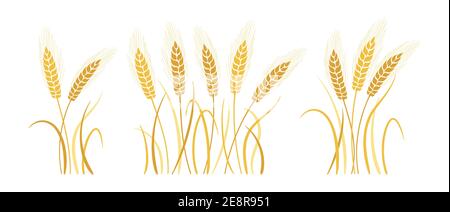 Set di cartoni animati per grappolo di grano. Collezione di pifetti di grano in oro maturo. Simbolo agricolo panificio di avena, produzione di farina. Design elementi biologici della fattoria, biologico vegetariano confezionamento del pane etichetta birra vettore Illustrazione Vettoriale