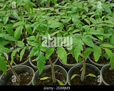 Molte giovani piantine di pomodoro verde che crescono nel suolo in tazze di plastica, piante prima di piantare nel terreno in primavera Foto Stock