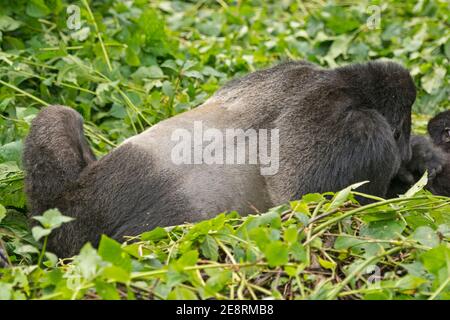 Retro di un Silverback Male montagna Gorilla in Bwindi impenetrabile Foresta Foto Stock