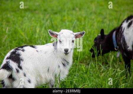 Due capre nane nigeriane pascolano nella loro casa colonica della contea di DeKalb vicino Spencerville, Indiana, USA. Foto Stock