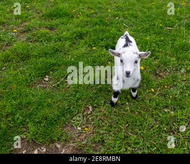 Un capretto nigeriano di Dwarf si trova nel suo cortile della contea di DeKalb vicino Spencerville, Indiana, Stati Uniti. Foto Stock