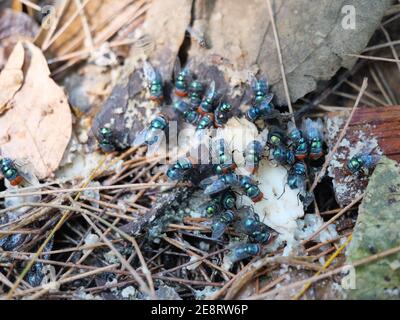Gruppo di mosca latrina orientale ( Chrysomya megacephala ) stanno mangiando gli scarti di cibo sulla terra sporca di sporcizia, occhi di colore arancione grande sull'insetto verde Foto Stock