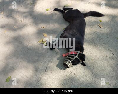 La bocca del cane nero dai capelli corti era coperta di museruola, PET dormiva su terreno grigio Foto Stock