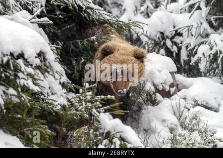 Primo piano orso bruno nella foresta invernale. Pericolo animale in habitat naturale. Grande mammifero. Scena della fauna selvatica Foto Stock