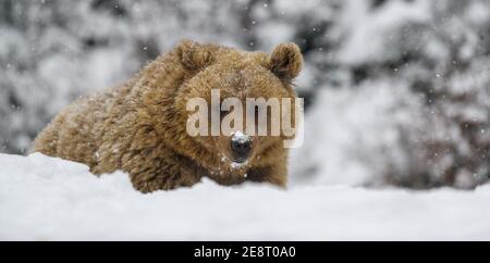 Primo piano orso bruno nella foresta invernale. Pericolo animale in habitat naturale. Grande mammifero. Scena della fauna selvatica Foto Stock