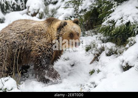Primo piano orso bruno nella foresta invernale. Pericolo animale in habitat naturale. Grande mammifero. Scena della fauna selvatica Foto Stock
