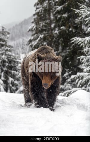 Primo piano orso bruno nella foresta invernale. Pericolo animale in habitat naturale. Grande mammifero. Scena della fauna selvatica Foto Stock