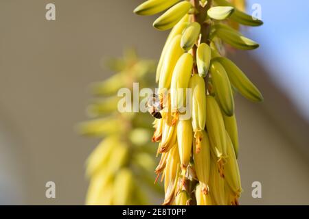 Ape operaio che impollinano fiori gialli Foto Stock