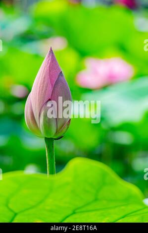 Primo piano di fiori di loto a Taipei, Taiwan Foto Stock