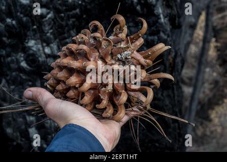 Il cono di pino del pino grigio (Pinus sabiniana) della contea di Solano, dopo incendi boschivi, ha ucciso gli alberi adulti. Foto Stock