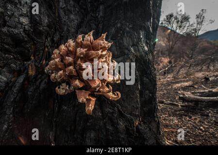 Il cono di pino del pino grigio (Pinus sabiniana) della contea di Solano, dopo incendi boschivi, ha ucciso gli alberi adulti. Foto Stock