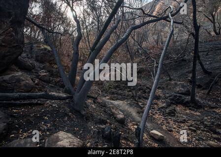 Una foresta incantata e annerita rimane dopo che gli incendi hanno spazzato attraverso l'area, l'incendio ha ucciso molti degli alberi. Nella contea di Solano, California. Foto Stock