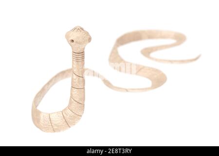 Taenia solium Tapewworm Closeup microscopico Vista su sfondo bianco. Rendering 3d Foto Stock