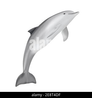 Tursiops Truncatus Ocean o Sea Bottlenose Dolphin su sfondo bianco. Rendering 3d Foto Stock