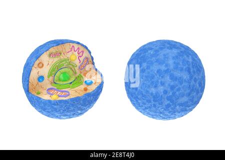 Diagramma interno struttura della cellula umana su sfondo bianco. Rendering 3d Foto Stock