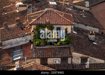 La vista dalla cima della Torre Guinigi a Lucca, Toscana, Italia. Incantevoli appartamenti sul tetto con fiori sul patio e tetti in tegole rosse. Foto Stock