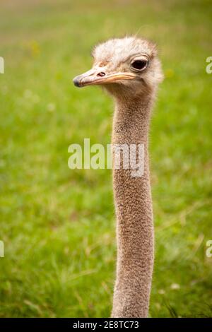 Fotografia di ritratti di struzzo in libertà. Struthio camelus nel parco naturale di Cabarceno in Cantabria Foto Stock