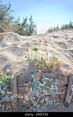 Vista sulle dune di sabbia di Sabaudia - Latina Italia Foto Stock