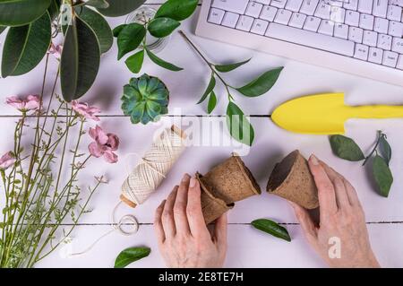 Le mani femminili tengono le pentole di torba per piantare i talee del ficus. Giardinaggio, giardinaggio domestico, coltivazione di piante, hobby, concetto di primavera. Messa a fuoco selettiva. Foto Stock
