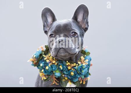 Bel cane Bulldog francese rivestito blu con collare di fiori dentro parte anteriore di sfondo grigio Foto Stock