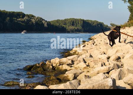Black labrador Retriever camminare su rocce, portando un grande bastone, sulla riva accanto al fiume Reno in Germania in una giornata estiva. Foto Stock