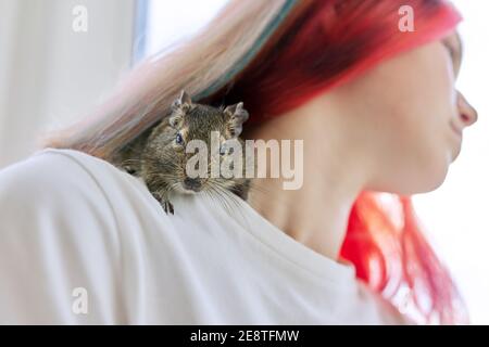 PET scoiattolo cileno degu seduta sulla spalla del suo giovane proprietario Foto Stock