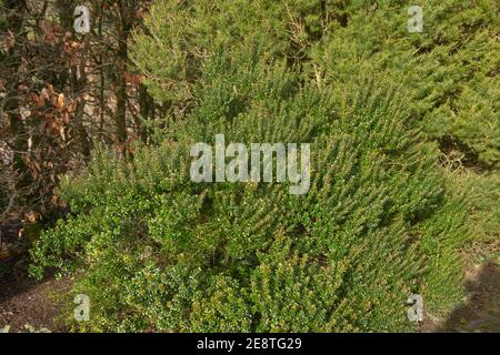 Inverno Green Foliage e boccioli di fiori rosa del Tarentum Evergreen Mirto arbusto (Myrtus communis subsp. Tarentina) coltivando in un giardino di cottage Foto Stock