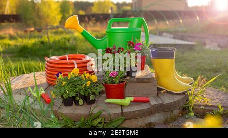 nuovo annaffiatoio verde, tubo di irrigazione, piantine di fiori, attrezzi da giardino su tavole di legno in giardino Foto Stock